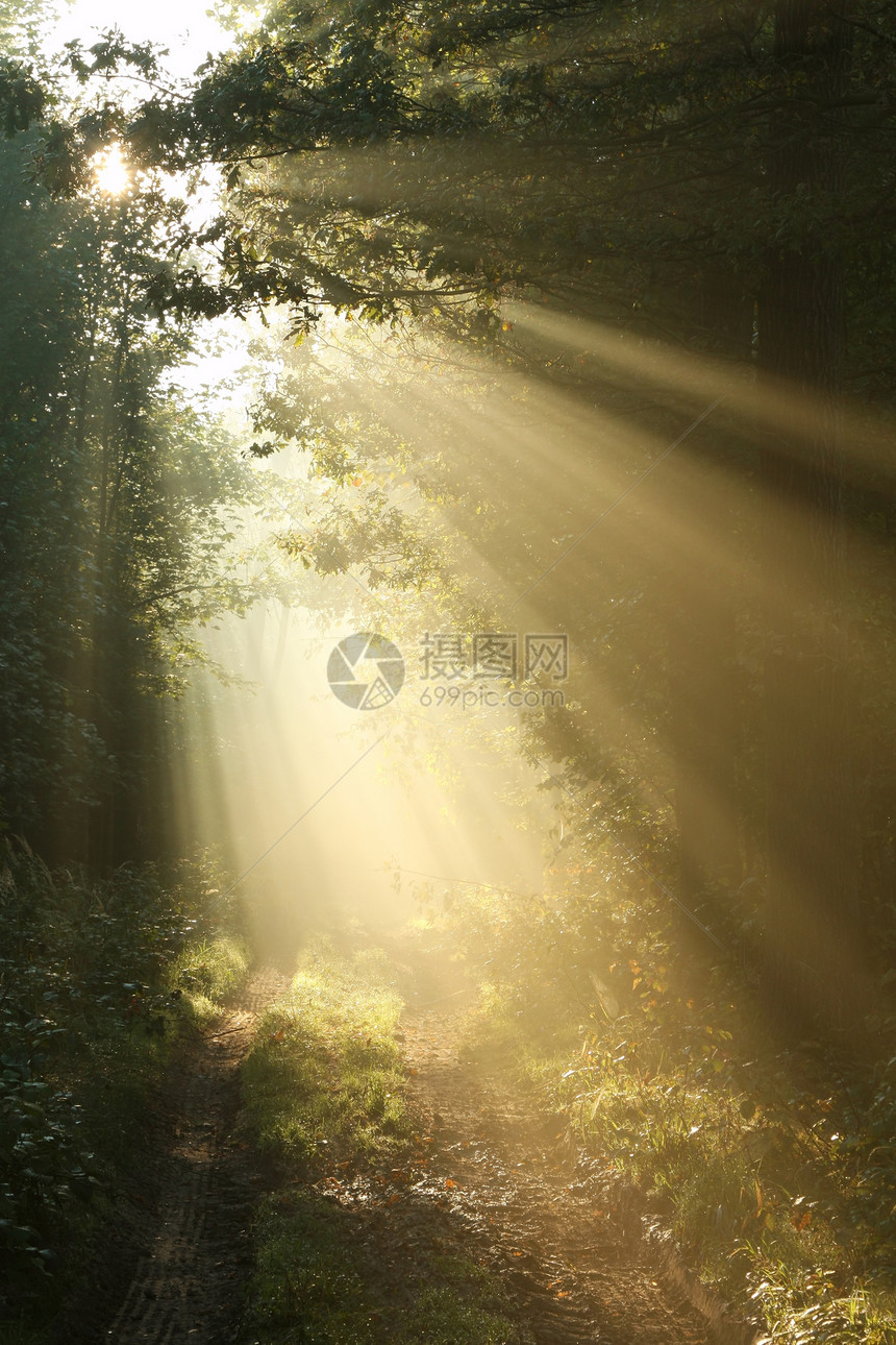 秋天森林的阳光在雾密的图片