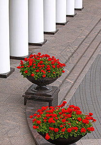 两个大花盆红色花朵和白色的结肠被视为漂图片