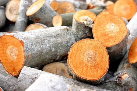 新砍伐的木材堆图片