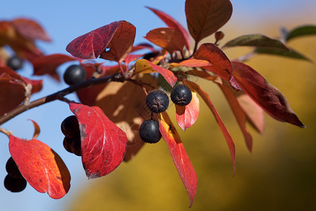 黑苦莓的分支在秋天关闭图片