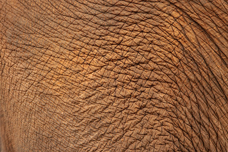 大象皮肤特写图片