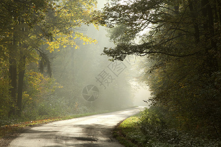 在迷雾秋天的清晨乡村公路图片