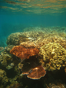 澳大利亚昆士兰大堡礁水下场景背景图片