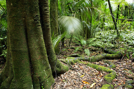 新西兰热带森林丛图片
