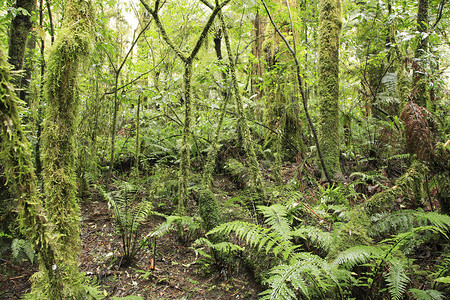 热带森林丛自然本底图片