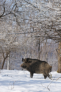 冬天野猪图片