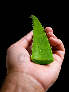 手握着AloeVera仙人掌的叶子与图片