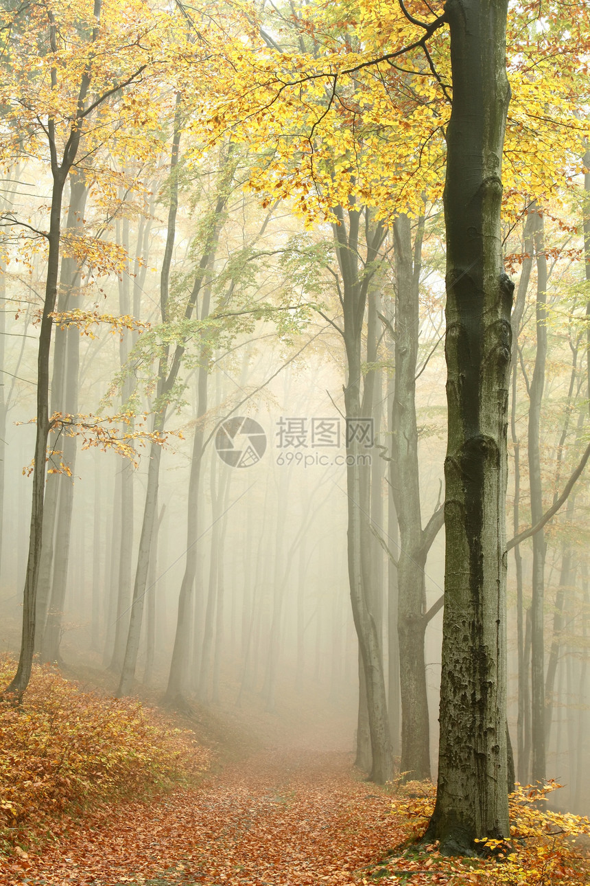 在自然保护区的迷雾秋天森林图片