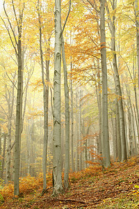 山坡上的秋天森林中的蜂蜜树图片