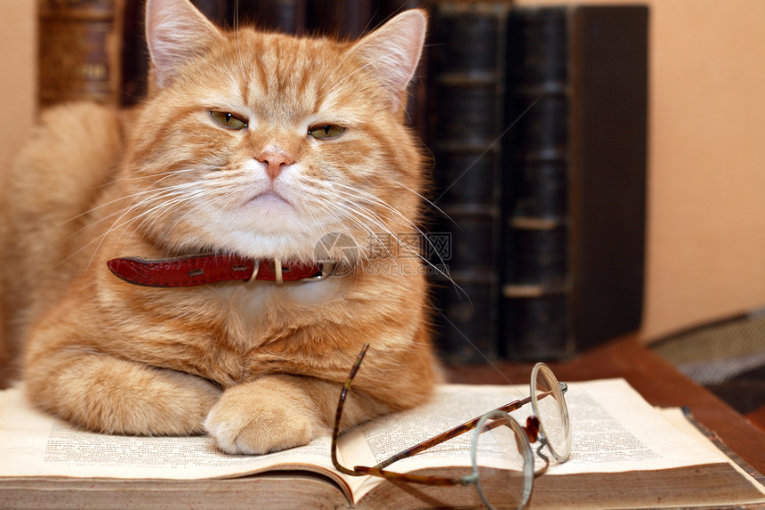 藏着姜猫的紧闭镜头躺在旧书上离奇景近图片