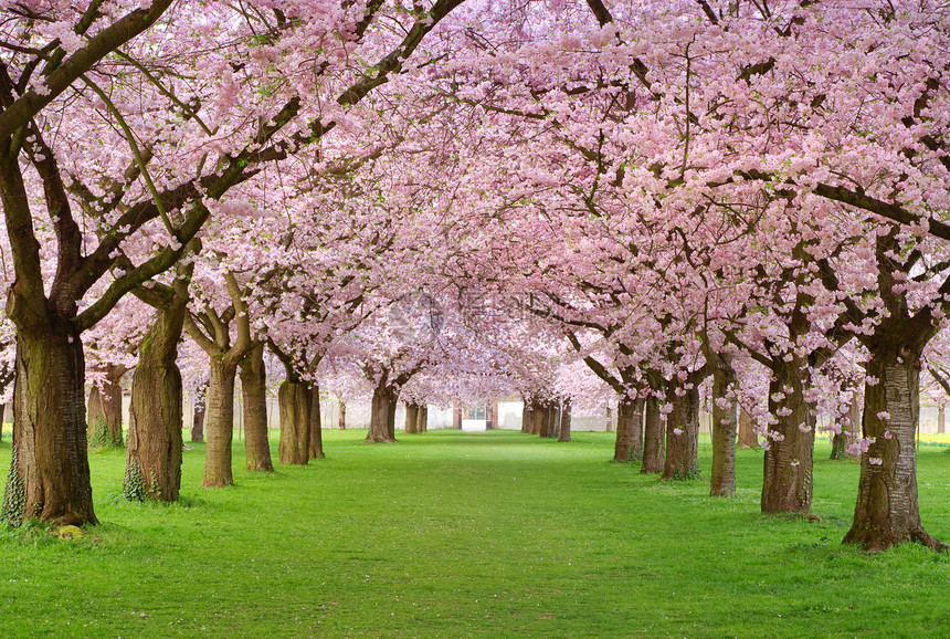 绿色草坪上一排盛开的樱花树图片