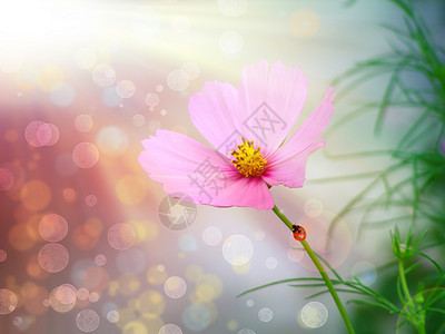 阳光下的粉红色花朵图片
