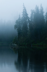 在雾湖和森林中图片