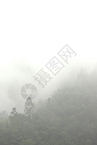 山上有许多树的薄雾图片