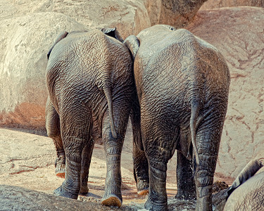 两只小象一起走图片
