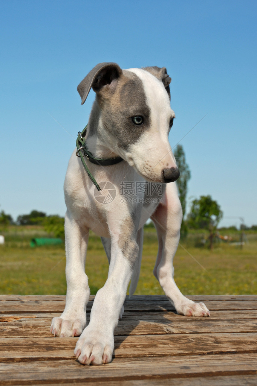 蓝天上纯种小狗惠比特犬的肖像图片