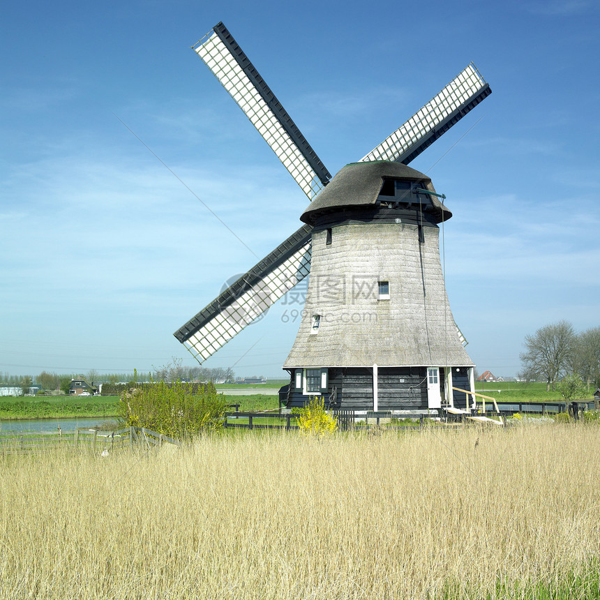 荷兰勒斯滕堡附近的风车图片