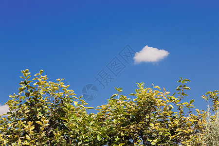 背景天空树冠和小云图片
