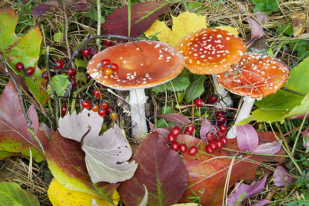 秋木死活背景蘑菇苍蝇图片