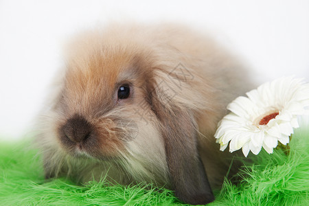 小可爱的小兔子图片