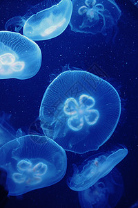 发光的水母群水下照片图片