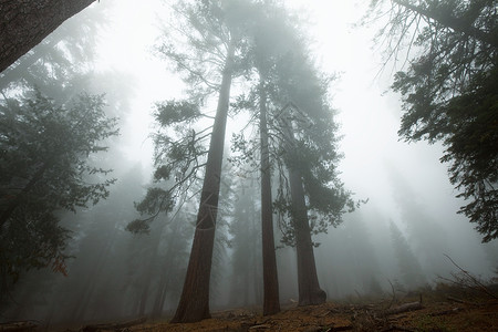 雾中的红杉林图片