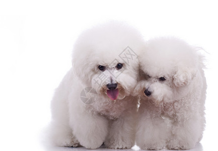 两只快乐的野狗白色背景的白背面背景图片