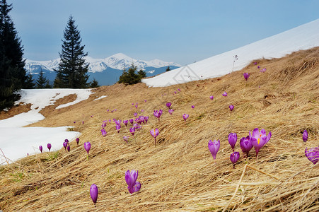 春天的风景山上的花和雪乌克兰图片