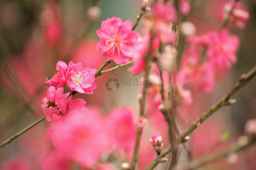 新年的樱花图片