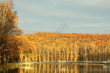 初升的太阳照亮的池塘岸边的秋桦树图片