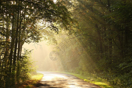9月拍摄的照片阳光落在迷雾的秋天森林中图片