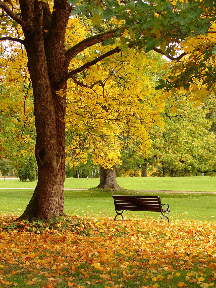 秋天城市公园的长凳和橡树图片