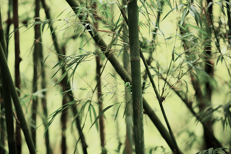 竹背景图片