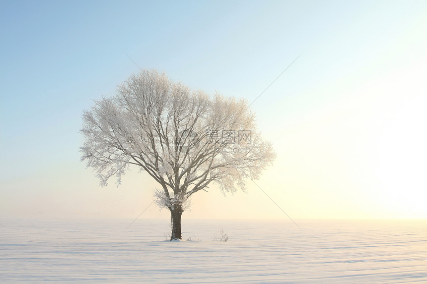 12月拍摄的图片在黎明时被冰霜覆盖图片