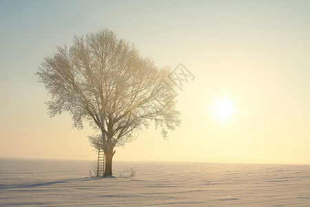 太阳升起后霜树倒流照片图片