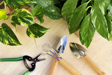 园艺工具和室内植物图片