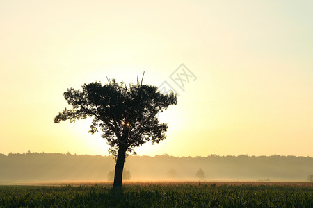 初升的太阳照亮了孤独的树图片