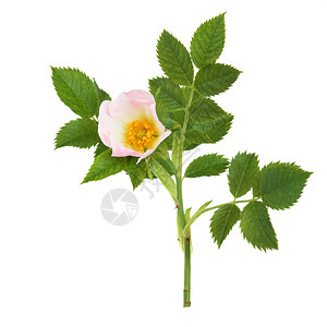 花朵中的野玫瑰与白色背景隔图片