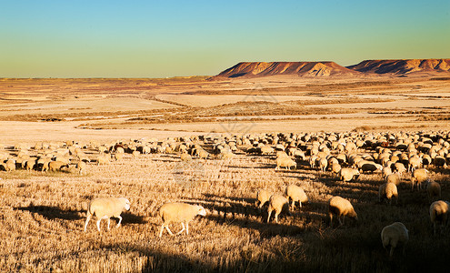 沙漠中羊群的乡村景观图片