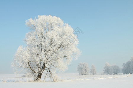 阳光明媚的清晨冬树上布满了霜冻覆图片