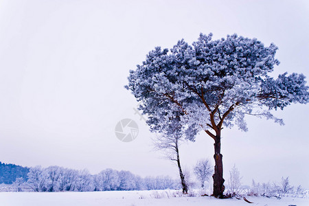 冬天田野和蓝天上的冻树冬天的树图片