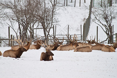 听说成熟的农场饲养的麋鹿在雪地里休息图片