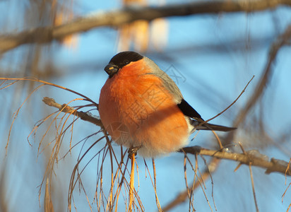 一只红腹灰雀在冬天的肖像图片