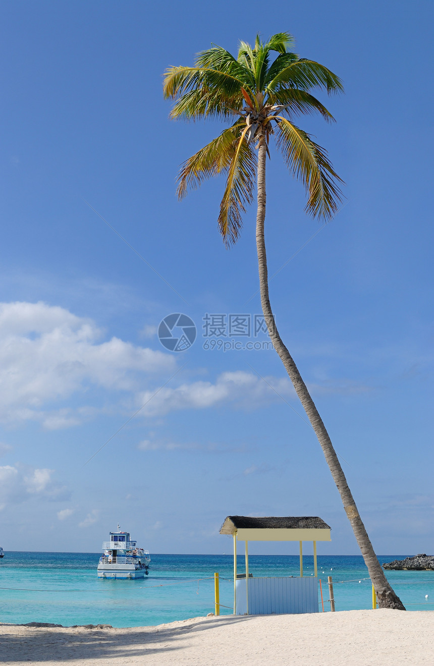 加勒比海热带海滩上的棕榈树图片