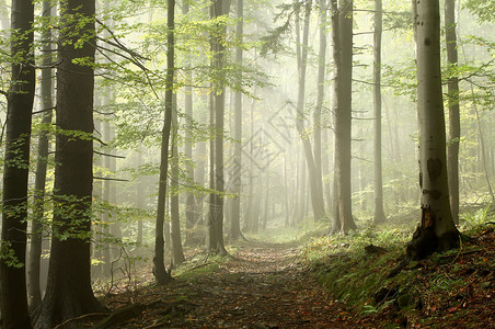在秋天的雾清晨森林在枯萎和图片