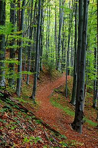 山林树木和岩石喀尔巴阡图片