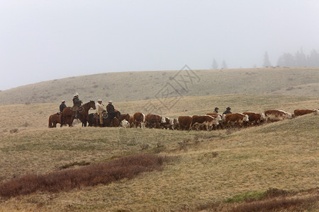 马背骑牛在加拿大米斯特塞浦图片