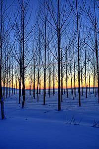 日落时雪覆盖田地的图片