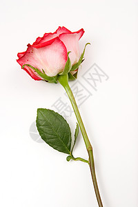 一朵玫瑰和一枝花躺图片