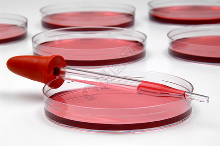 实验室中的红色液体和培养皿图片